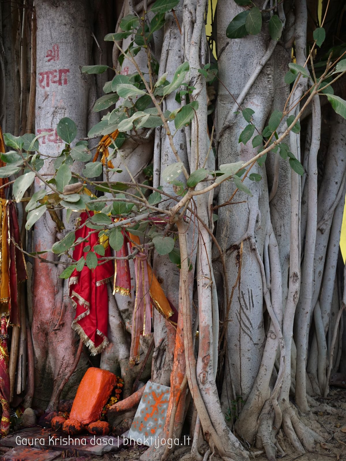  Varshana parikrama and preaching. 2019.12.10